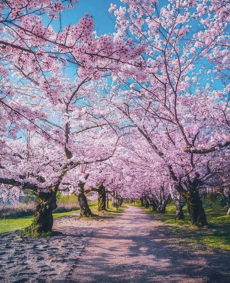 Sakura season Spring Scenery, Japan Cherry Blossom, Festival Aesthetic, Spring Images, Sakura Tree, Sakura Cherry Blossom, Japan Aesthetic, Shiga, Pink Trees