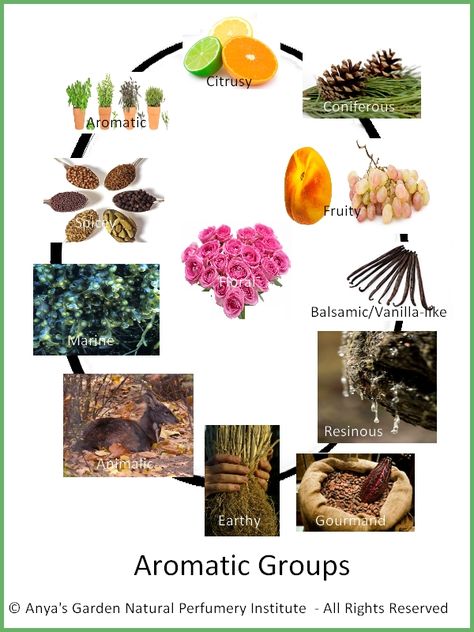 Perfume Concentration Guide, Osmanthus Essential Oil Blend, History Of Aromatherapy, School Of Evolutionary Herbalism, Osmanthus Fragrans, Homemade Perfume, Healing Essential Oils, Plant Therapy, Fragrant Plant