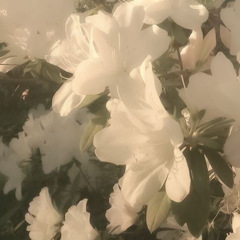 Cream Color Widgets, Light Nature Aesthetic, White Flower Widget, Flower Pfp Aesthetic, Flowers With White Background, White Light Aesthetic, Muted Aesthetic, Photos Of Flowers, Ethereal Flowers