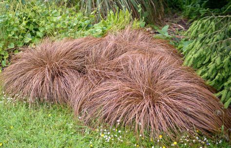 Carex comans 'Bronze Form' is  neat bronzy grass that adds year-round texture to the border.  contrasts well with purples, blues and oranges.  Looks good with spring bulbs. Monochrome Garden, Carex Comans, Carex Grass, Decorative Grasses, Euonymus Alatus, Media Sombra, Xeriscape Landscaping, Small Front Gardens, Edging Plants