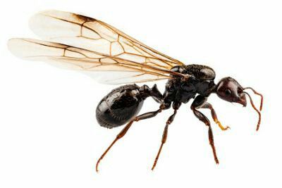 Ant Flying Ants In House, Ants With Wings, Ant Drawing, Flying Ants, Ant Species, Ants In House, Black Ants, Get Rid Of Ants, Cool Creatures