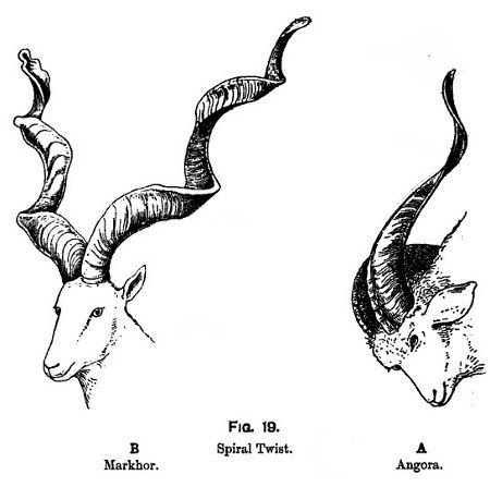 spiral animal horns Spiral Horns Drawing, Spiral In Nature, Bow Poses, Spiral Nature, Character Elements, Animal Horns, Spirals In Nature, Inktober 2023, Art Final