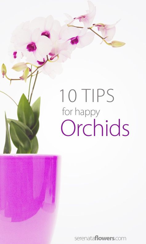 Orchid Plant Care, City Gardens, Blooming Orchid, نباتات منزلية, Growing Orchids, Ikebana Arrangements, Orchids Garden, Popular Flowers, Inside Plants