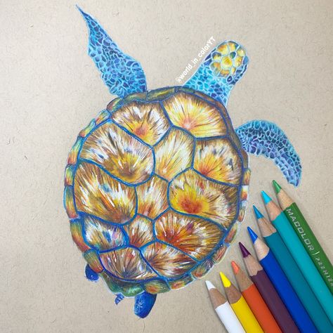 Turtle Drawing Color Pencil, Colorful Turtle, Sea Creatures Art, Turtle Drawing, Sea Turtle Art, Black And White Art Drawing, Turtle Art, Colored Pencil Drawing, Sea Creature