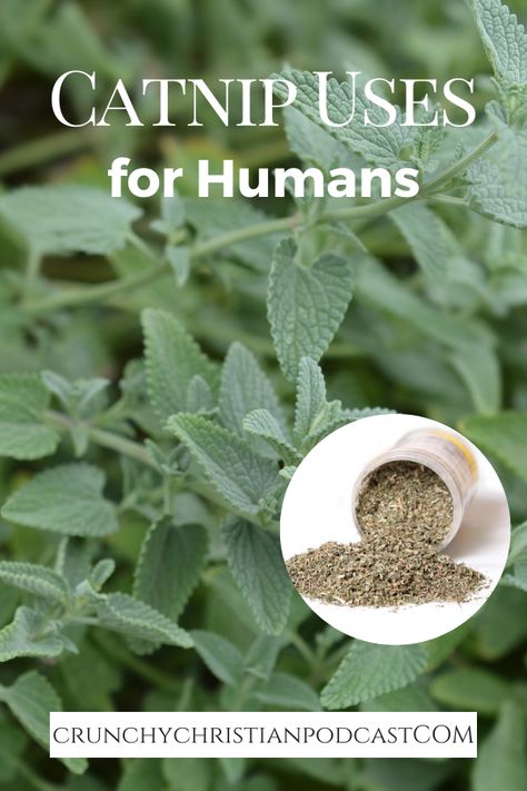 Catnip Recipes For Humans, Catnip Uses For Humans, Catnip Tea Benefits, Catnip Benefits For Humans, Catnip Tincture Benefits, Catnip Recipes, Catnip Uses, Catnip Tincture, Herb Identification