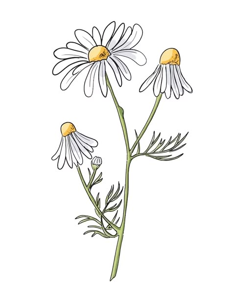 Daisies Drawing Simple, Chamomile Drawing, Chamomile Watercolor, Customizing Shoes, Daisy Flower Art, Daisy Flower Drawing, Botanical Mandala, Daisy Illustration, Daisy Drawing