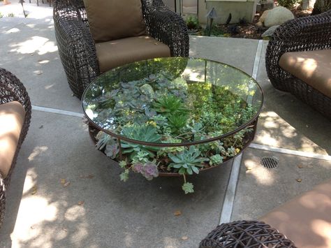 Succulent coffee table Terrarium Table, Coffee Table Plants, Succulent Garden Indoor, Garden Coffee Table, Plants Ideas, Succulent Garden Diy, Garden Coffee, Plant Table, Plants Decor