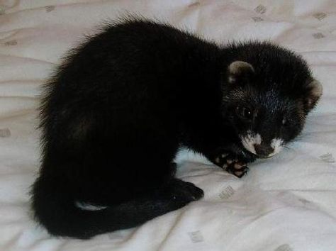 Black And White Ferret, Black Ferret Aesthetic, Black Ferret, Ferret Clothes, White Ferret, Baby Ferrets, Cute Ferrets, Interesting Animals, Cute Black And White