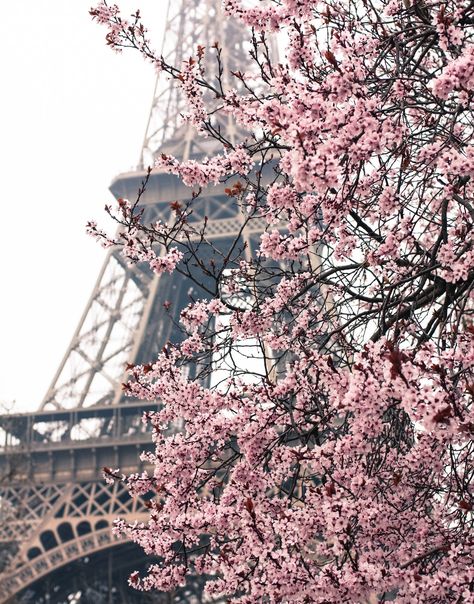 Catrine Demew Aesthetic, White Blossom Tree, Catrine Demew, Paris Background, French Photography, Bedroom Scene, Tuileries Garden, Eiffel Tower Print, Cherry Blossom Print