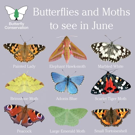 Look out for butterflies and moths this June!  Here are just a handful of the species you could see over the next few weeks.  Discover more and find out how to attract some of them to your garden with our free monthly E-newsletter. // #Butterfly #Butterflies #Moths #Wildlife #Nature Butterfly Identification, Butterfly Facts, Monarch Butterfly Garden, Butterfly Garden Plants, Moth Species, Colorful Moths, Tiger Moth, Butterfly Species, Hawk Moth