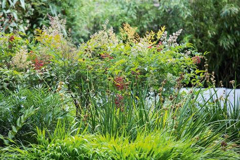 The Japanese technique of clear-stemming Nandina domestica will eventually create umbrella shapes above the rest of the planting, helping to define the layering effect – and acting as a screen for the seating area Nandina Plant, Evergreen Clematis, Nandina Domestica, Clematis Armandii, Lily Turf, Shade Tolerant Plants, Magnolia Grandiflora, Timber Fencing, Concrete Fire Pits