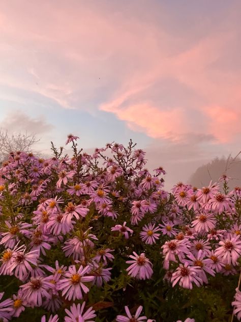 pink flowers Autumn Flowers Aesthetic, Pink Hour Aesthetic, Old Rose Aesthetic, Pink Autumn Aesthetic, Pink Fall Wallpaper, Flower College, Pink November, Pink Hour, Fall Widgets