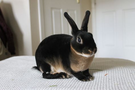 Black Otter Rex Rabbit, Mini Rex Rabbit, Bunny Images, Rex Rabbit, Cute Ferrets, Lovely Creatures, Cat Doll, Weird Creatures, Cute Animal Pictures