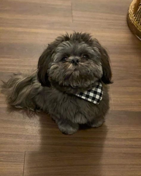 Silver Shih Tzu: Is This The Most Unique Shih Tzu Color? Shih Tzu For Sale, Black Shih Tzu, Imperial Shih Tzu, Cute Shih Tzu, Shih Tzu Puppies, Pet Nutrition, Rare Dogs, Very Cute Puppies, Trends For 2024