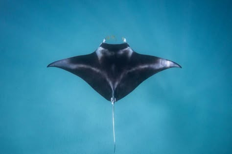 Manta Ray Manta Ray From Above, Stingray Top View, Giant Manta Ray Tattoo, Manta Ray Aesthetic, Manta Ray Painting, Manta Ray Drawing, Giant Manta Ray, Giant Manta, Sting Rays