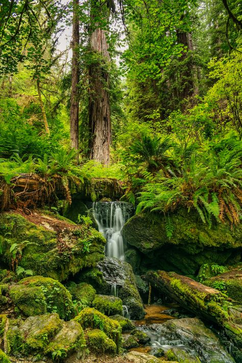 water falls in the middle of forest photo – Free Image on Unsplash Congo Rainforest, Nature Images Hd, Rainforest Trees, Tongass National Forest, Rainforest Plants, Waterfall Wallpaper, Daintree Rainforest, Forest Photos, Tree Canopy