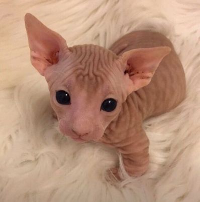 Baby Hairless Kittens, Hairless Kitten, Cute Hairless Cat, Hairless Cats, Sphinx Cat, Cute Small Animals, Funny Animal Photos, Silly Cats Pictures, Hairless Cat