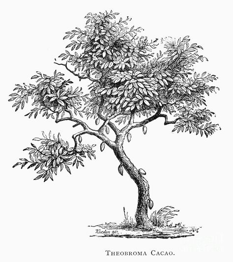 CACAO TREE. Theobroma cacao. Line engraving, 19th century. Tree Engraving, Cacao Tree, Cocoa Tree, Plant Sketches, Pen Art Work, Medicine Buddha, Coffee Tree, July 1st, Indian Folk Art