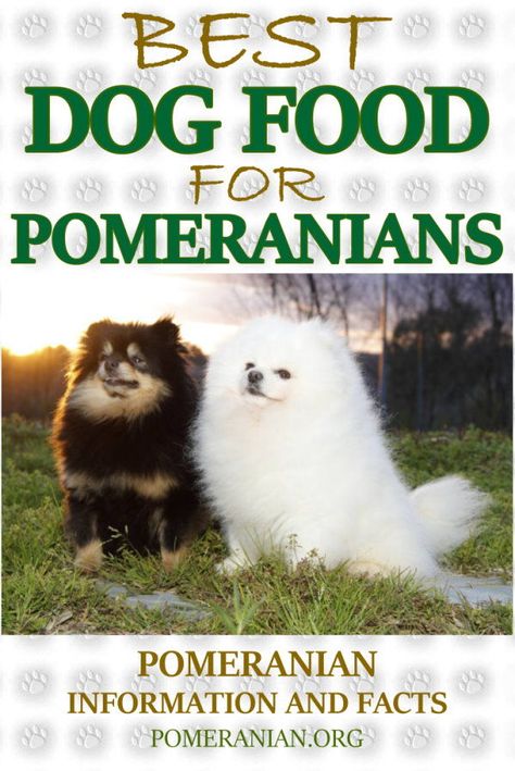 Best Dog Food for Pomeranians, Pomeranian Food, Feed your Pomeranian, Pomeranian Dog Food, Best Food for Pomeranian Puppy, Pomeranian Puppy Food, how often should i feed my pomeranian Dog Training Treats Recipe, Pomeranian Facts, Puppy Pomeranian, Dogs Pomeranian, Pomeranian Dogs, Pomeranian Mix, Pom Dog, Healthy Dog Treats Homemade, Dog Training Treats