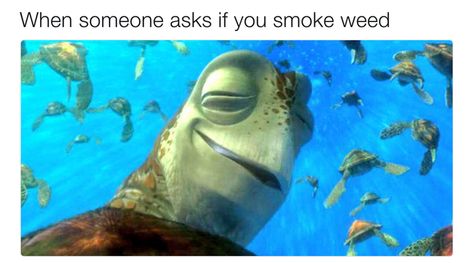 Turtle From Nemo, Nemo Memes, Nemo Turtle, Quality Memes, Crazy Funny Memes, Memes Humor, Me Too Meme, S Quote, Disney Memes