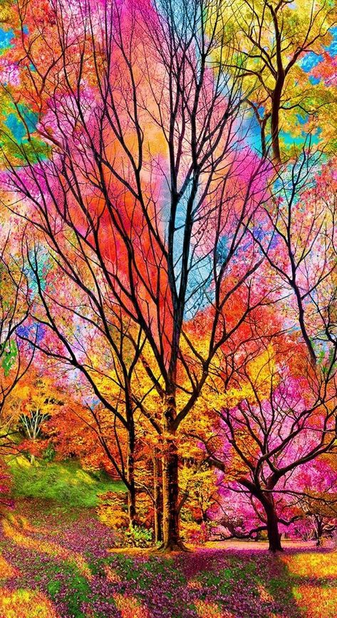 Sky on Twitter: "… " Boom Kunst, Electric Forest, Image Nature, Colorful Trees, Nature Tree, Beautiful Landscape Wallpaper, Beautiful Nature Wallpaper, Landscape Trees, Alam Yang Indah