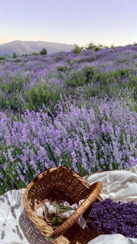 Picnic in a Lavender Field Lavender Garden Aesthetic, Fields Of Lavender, Lavender Feild Pic, Lavender Flowers Aesthetic, Flower Fields Aesthetic, Lavender Fields France, Friend Magazine, Garden Of Lights, Floral Field