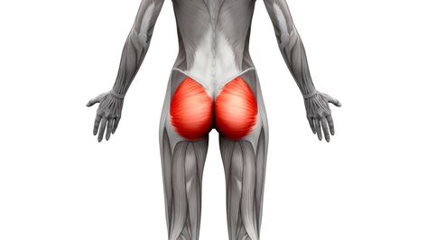 Glute Muscles, Standing Calf Raise, Sports Physical Therapy, Muscle Hypertrophy, Best Resistance Bands, Gluteal Muscles, Squats And Lunges, Exercise Physiology, Gluteus Medius