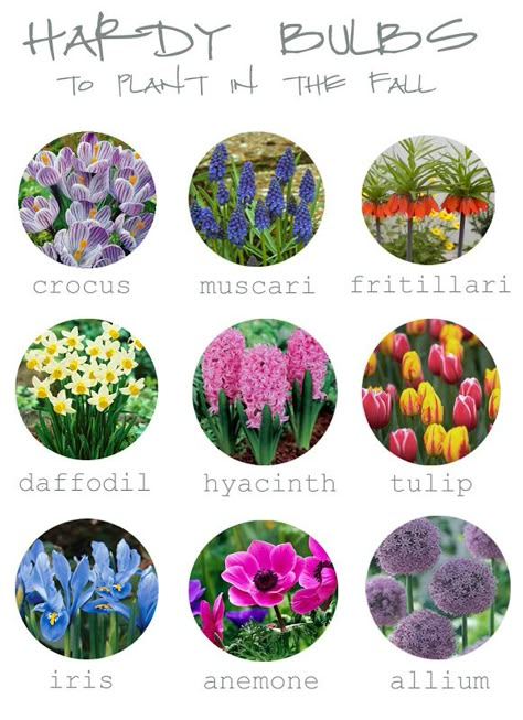 Bulbs Garden Design, Bulb Planting, Fall Bulbs, Ocean Tattoos, Different Types Of Flowers, Flower Bulbs, Fall Flower, Garden Bulbs, Flower Gardening