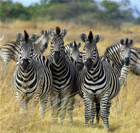 GROUP OF ZEBRAS GLOSSY POSTER PICTURE PHOTO animals africa wild stripes nice Zebra Pictures, South Africa Food, Mountain Zebra, Plains Zebra, Chobe National Park, Spirit Animal Totem, Africa Food, Africa Do Sul, Safari Park