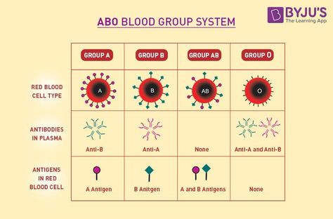 Abo Blood Group System, Different Blood Types, Rh Factor, Blood Components, Blood Group, Blood Groups, Blood Donation, Red Blood Cells, Circulatory System