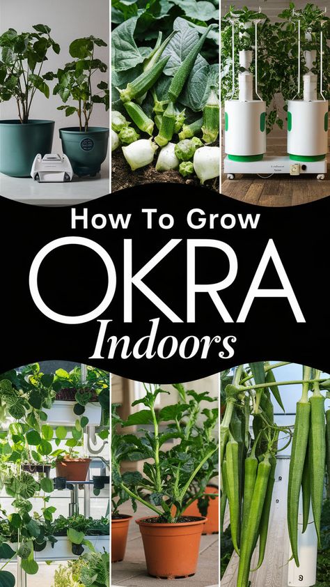 Looking to grow okra indoors? It's easier than you think! With the right setup, including plenty of light, warm temperatures, and proper care, you can harvest fresh okra right from your windowsill. Discover essential tips on choosing dwarf varieties, managing pollination, and harvesting tender pods for your next meal. Bring your indoor garden to life! #IndoorGardening #Okra #VegetableGarden #SmartPlantStore #GrowYourOwnFood #Homegrown Grow Okra, Growing Okra, Fresh Okra, Okra Plant, Okra Seeds, White Flies, Growing Fruit, Plant Health, Growing Indoors