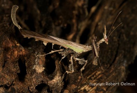 Dragon Mantis Orchid Mantis, High Quality Wallpaper, Insect Species, Bulging Eyes, Quality Wallpaper, Wall Mural Wallpaper, Praying Mantis, Wings Design, Weird Shapes