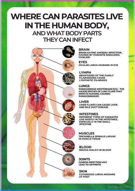 From the gut to the skin and even our brains. Parasites can be hiding anywhere. Watch my YouTube video to learn about common parasite infection symptoms in humans and the tests you can do.