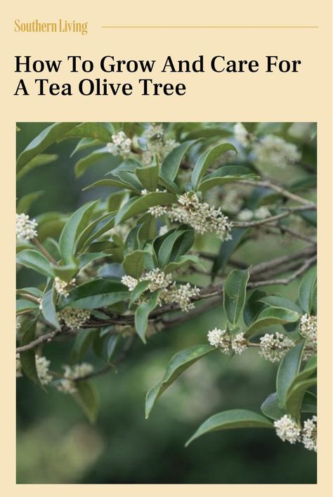 When the blooms appear, the heady fragrance of a tea olive tree is liable to make you swoon. #gardenideas #teaolivetree #treecare #gardening #southerngardening #southernliving Tea Olive Hedge, Fragrant Tea Olive Tree, Tea Olive Bush, Tea Olive Tree, Sweet Olive Tree, Olive Tree Care, Olive Trees Landscape, Sweet Osmanthus, Osmanthus Fragrans