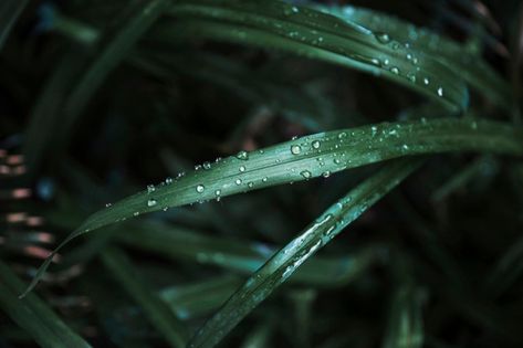 From above wet garden grass | Free Photo #Freepik #freephoto #water #summer #green #nature Photo From Above, Wet Garden, Garden Grass, Spring Background, Grasses Garden, Summer Green, Green Nature, The Meadows, Green Grass