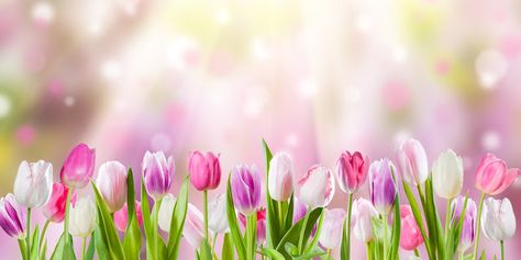 Spring Flowers Images, What Is Prayer, Sunny Flowers, Flowers Images, Project Life Cards, Spring Mood, Cute Flower Wallpapers, Wallpaper Nature Flowers, Fb Covers