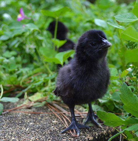 This Rare “Goth Chicken” Is 100% Black From Its Feathers To Its Internal Organs And Bones | Bored Panda Ayam Cemani, Black Chicks, Fancy Chickens, Urban Chickens, Black Chickens, Beautiful Chickens, Baby Chickens, Reptiles Pet, Chicken Breeds