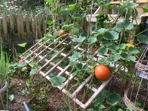 A garden trellis at 45 degrees, cross-crossed with wire to support the summer squash Diy Pumpkin Trellis, Pumpkin Trellis Ideas, Pumpkin Patch Garden, Small Garden Trellis, Pumpkin Trellis, Climbing Plants Trellis, Lattice Garden, Spice Garden, Pumpkin Garden