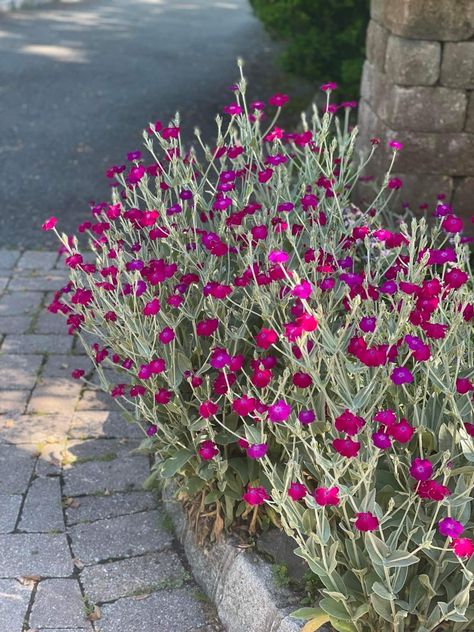 Rose Campion Plant, Red Campion, Rose Campion, Rustic Backyard, Garden Plan, Gravel Garden, Sunflower Garden, Fine Gardening, Flora Fauna