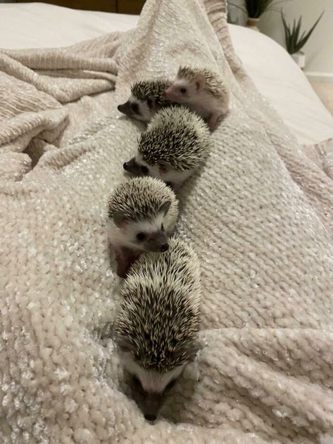 My Baby Had Babies And Here Are Her 5 Beautiful Hoglets Long Eared Hedgehog, Happy Birthday Baby Girl, Cute Animal Art, Happy Hedgehog, Animal Aesthetic, Hedgehog Pet, Baby Hedgehog, Pet Halloween Costumes, Cuddly Animals