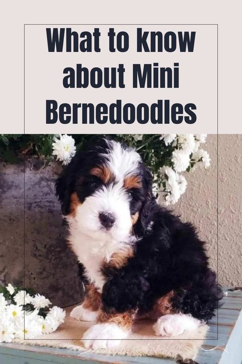 What to know about Mini Bernedoodles? When you are looking to adopt a puppy, there are a lot of things to consider. Here, we’ll help you find some answers in regard to the Mini Bernedoodle breed, this may help you decide if these adorable puppies are right for you. Micro Bernedoodle Full Grown, Mini Bernedoodle Haircut Styles, Mini Bernedoodle Full Grown, Micro Mini Bernedoodle, Bernedoodle Full Grown, Miniature Bernedoodle, Bernedoodle Mini, Build Patio, Bernadoodle Puppy