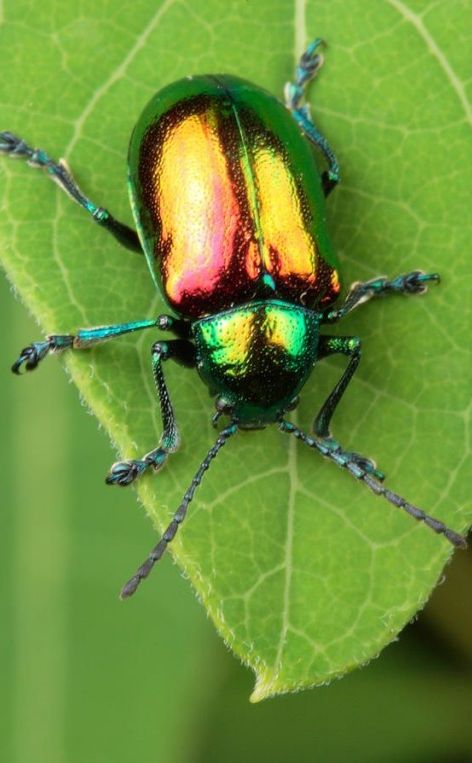 The Bright Green Beetle -this pretty insect has inspired the make and design of a much adored four wheeler brand. Its sparkling hues can grab anyone’s attention! In its bright green look, neon beetle are nature charisma for sure!, from Iryna Beetle Dragon, Dragon Refrences, Dogbane Beetle, Cute Beetle, Nature Reference, Leaf Beetle, Green Beetle, Four Wheeler, Beetle Insect