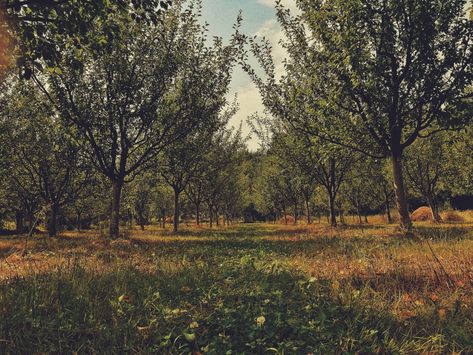 Plum Orchard, Orchard Aesthetic, Plum Tree, Plum, Country Roads, Photography