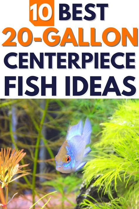 Centerpiece Fish for a 20 Gallon Tank Fish Tank 20 Gallon, Starter Fish Tank, 25 Gallon Fish Tank Ideas, Fresh Water Fish Tank Set Up, 20 Gallon Aquascape, 30 Gallon Fish Tank Ideas, 29 Gallon Fish Tank Ideas, Apartment Aquarium, Natural Fish Tank Ideas