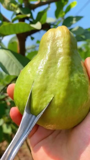 Nature I Travel I Agriculture🥑 on Instagram: "Satisfying red #guava" World Pic, Red Guava, Fruit Trees Backyard, Fruits And Vegetables Pictures, Weird Fruit, Fruit World, Guava Fruit, Vegetable Pictures, Pic Art