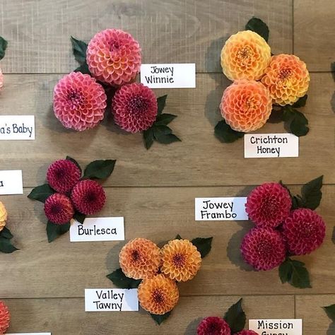 Julie on Instagram: "Assortment of dahlias….#dahlias" Different Types Of Dahlias, Rust Dahlia, Dahlia Flower Garden, Dahlia Tattoo, Dahlia Jowey Mirella, Cupcake Flowers, Light Pink Dahlia, Apricot Desire Dahlia, Flower Varieties