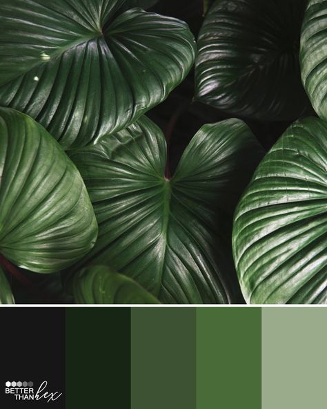 Color palette ideas, inspiration and colour swatches for home decor, design and blog themes. Tropical Green Color Palette, Green Swatches, Colour Palette Green, Color Palette For Home, Colour Swatches, Hex Color Palette, Green Colours, Hex Color, Green Inspiration