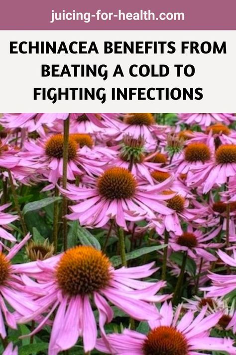 ECHINACEA BENEFITS FROM BEATING A COLD TO FIGHTING INFECTIONS Echinacea Benefits, Purple Coneflower, Echinacea Purpurea, Juicing For Health, Healthy Life, Healthy Living, Healthy Lifestyle, Fitness Motivation, Healthy Eating