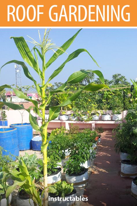 Roof Vegetable Garden, City Terrace, Small Garden Layout, Pineapple Planting, Stone Path, Growing Fruit, Rooftop Garden, Food Garden, Fruit Garden