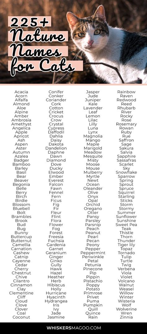 225+ Cute Nature-Inspired Names for Cats - From plant and flower names for cats to wildlife and weather-inspired cat name ideas, check out 225+ cute nature-inspired names for cats right here. #catnames #petnames #naturenames #plantnames #flowernames Cute Plant Names Ideas, Plant Names Cute, Make Cat Names, Nature Names For Pets, Name Cat Ideas, Plant Names Ideas, Weird Cat Names, Name For Cats, Cats Names Ideas